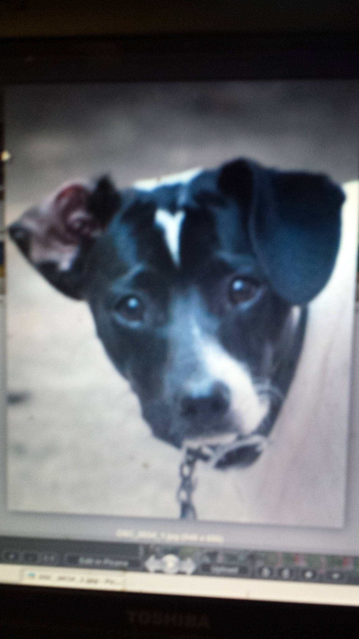 Wishbone is registered to the contest to win money with this photo: canidae, carnivore, companion_dog, danish_swedish_farmdog, dog, dog_breed, ear, feist, fox_terrier, nose, puppy, rat_terrier, smooth_fox_terrier, snout, sporting_group, whiskers