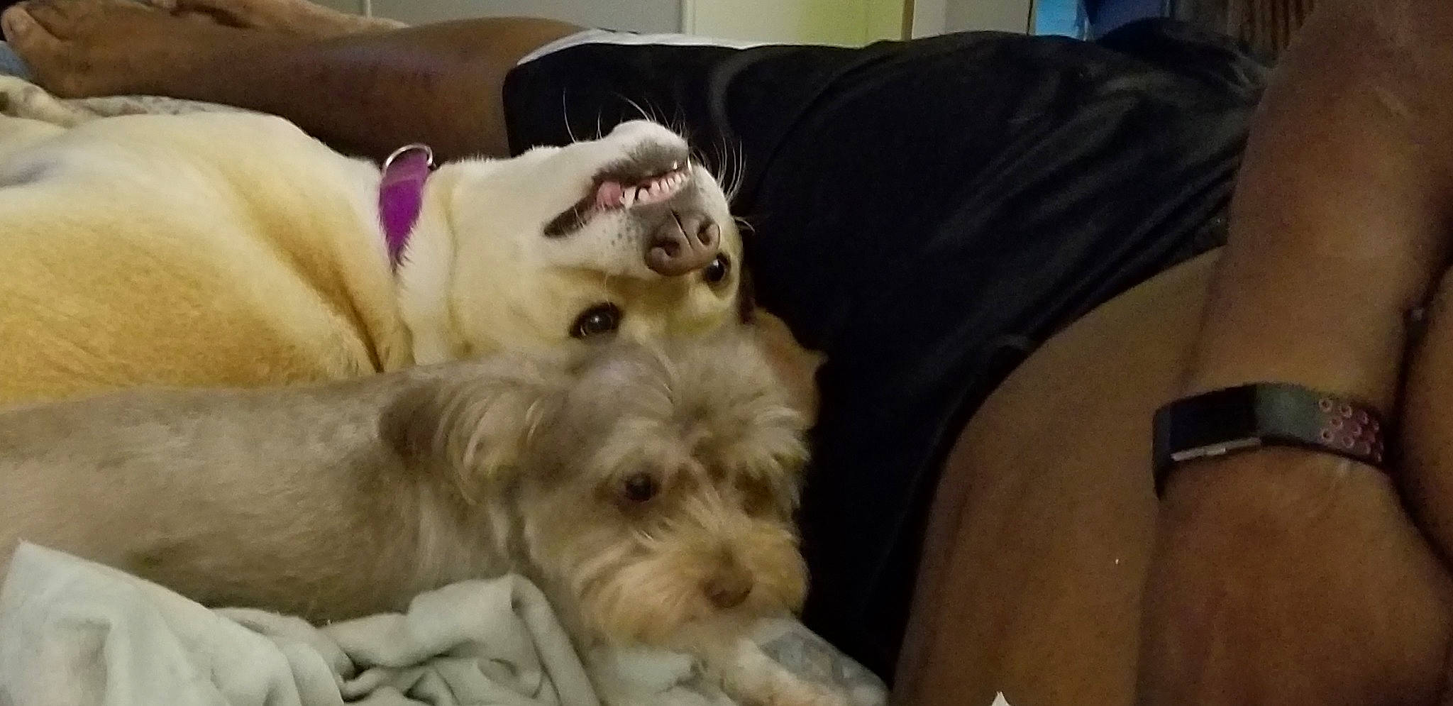 Minnie joined the competition — help win amazing prizes! bolonka, canidae, carnivore, cockapoo, companion_dog, dog, dog_breed, irish_soft_coated_wheaten_terrier, maltese, mammal, miniature_schnauzer, puppy, schnauzer, schnoodle, small_terrier, sporting_group, terrier, tibetan_terrier, vertebrate, west_highland_white_terrier