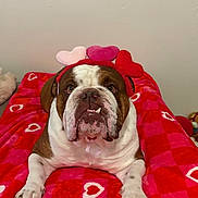 Anakin joined the competition — help win amazing prizes! bed, blanket, brown_and_white, bulldog, collar, cute, dog, fur, headband, heart_pattern, indoor, muzzle, paws, pet, plush, portrait, resting, teeth, valentine, wall