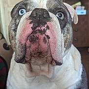 Oscar participe au concours pour gagner de l'argent avec cette photo : bulldog, dog, blue_eyes, close_up, indoor, pet, canine, snout, wrinkles, fur, animal, brown, white, black_spots, face, portrait, looking, furniture, door, background