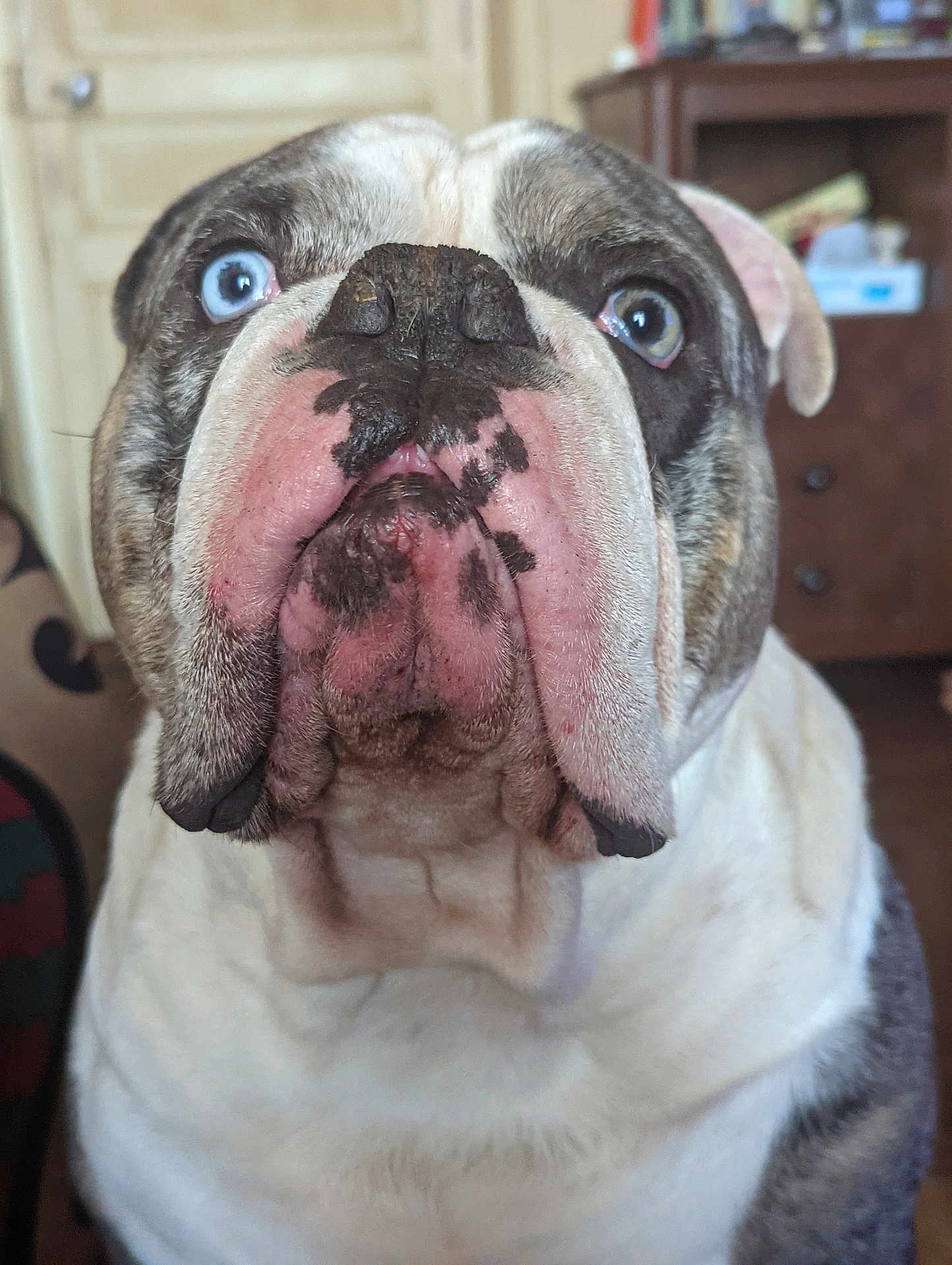 Oscar participe au concours pour gagner de l'argent avec cette photo : bulldog, dog, blue_eyes, close_up, indoor, pet, canine, snout, wrinkles, fur, animal, brown, white, black_spots, face, portrait, looking, furniture, door, background