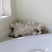 Smokie joined the competition — help win amazing prizes! cat, fluffy, bathroom, bathtub, window, relaxing, sleeping, fur, corner, white_wall, domestic_animal, pet, cozy, indoor, quiet, resting, animal, cute, peaceful, home