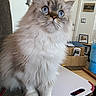 Smokie joined the competition — help win amazing prizes! cat, fluffy, blue_eyes, indoor, chair, tray, household_items, door, wall, photography, pet, feline, fur, screenshot, phone_interface, gallery_app, time_display, date_display, buttons, table