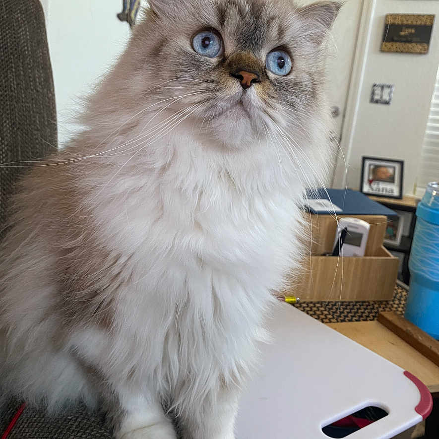Smokie