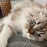 Smokie is registered to the contest to win money with this photo: cat, blue_eyes, fluffy, lying_down, indoor, furniture, relaxed, whiskers, close_up, pet, cozy, home, soft_fur, face, table, shelf, container, domestic_animal, cute, resting