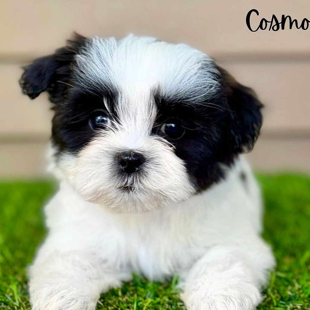 Cosmo joined the competition — help win amazing prizes! affenpinscher, animal, ball, canine, cockerspaniel, dog, football, grass, lawn, papillon, pet, plant, poodle, puppy, snout, soccer, soccerball, sport, terrier, whitedog