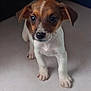 Aimy participe au concours pour gagner de l'argent avec cette photo : puppy, dog, young, brown, white, cute, pet, animal, small, fur, whiskers, ears, face, legs, paws, indoor, closeup, adorable, curious, portrait