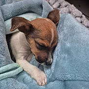 Aimy participe au concours pour gagner de l'argent avec cette photo : puppy, dog, sleeping, blanket, blue_blanket, cozy, cute, pet, fur, small_puppy, paw, resting, indoors, snuggled, young_dog, animal, soft_texture, relaxing, sleep, companion