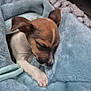 puppy, dog, sleeping, blanket, blue_blanket, cozy, cute, pet, fur, small_puppy, paw, resting, indoors, snuggled, young_dog, animal, soft_texture, relaxing, sleep, companion