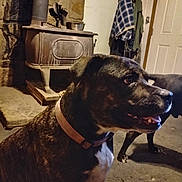 Comet joined the competition — help win amazing prizes! dog, brindle, collar, indoor, wood_stove, coat_rack, coats, door, stone_wall, floor, pet, animal, mammal, canine, friendly, side_view, house, home, warm_lighting, domestic