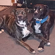 Comet And Smokey is registered to the contest to win money with this photo: accessories, animal, bostonbull, boxer, bulldog, canine, dog, frenchbulldog, greatdane, hound, labradorretriever, pet, pitbull, pointer, puppy, snout, strap