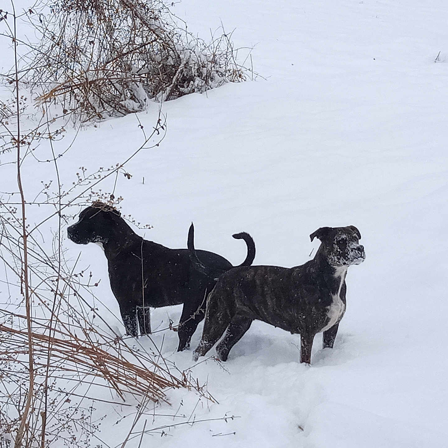 Comet And Smokey