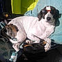 dog, sunglasses, chair, towel, sunlight, relaxed, pet, indoor, white, black_spots, paw, resting, cool, animal, mammal, domestic_animal, furniture, shade, shadow, casual