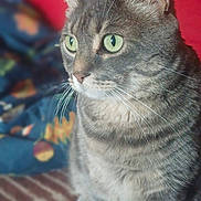 Marlo participe au concours pour gagner de l'argent avec cette photo : cat, tabby, green_eyes, pet, animal, indoor, cozy, striped_blanket, cushion, pillow, fur, whiskers, ears, sitting, closeup, feline, domestic_cat, soft_light, portrait, curious