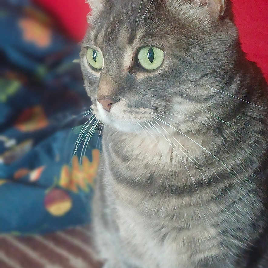 Marlo participe au concours pour gagner de l'argent avec cette photo : animal, cat, closeup, cozy, curious, cushion, domestic_cat, ears, feline, fur, green_eyes, indoor, pet, pillow, portrait, sitting, soft_light, striped_blanket, tabby, whiskers