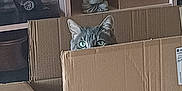 Marlo participe au concours pour gagner de l'argent avec cette photo : box, buddha_statue, cardboard_box, cat, container, curious, decor, feline, gray_tabby, green_eyes, home, indoor, model_cars, peeking, pet, quiet, reflection, shelves, storage, wooden_table