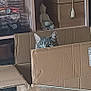 box, buddha_statue, cardboard_box, cat, container, curious, decor, feline, gray_tabby, green_eyes, home, indoor, model_cars, peeking, pet, quiet, reflection, shelves, storage, wooden_table