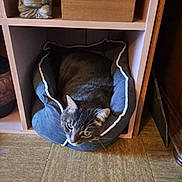 Marlo a rejoint le concours — aidez-le/la à gagner de superbes lots ! animal, buddha_statue, cat, close_up, cozy, curious, domestic_animal, floor, furniture, grey_cat, home_decor, indoor, pet_bed, quiet, relaxed, resting, sitting, tabby_cat, tile_floor, wooden_shelf