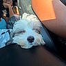 Chanel joined the competition — help win amazing prizes! dog, puppy, fluffy, white_fur, small_dog, sleeping, resting, car, car_interior, passengers, person, portrait, close_up, sunlight, seat, leather, travel, companion, pet, casual_photo