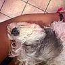 Chanel is registered to the contest to win money with this photo: dog, puppy, sleeping, fluffy, white_fur, gray_fur, curly_fur, small_dog, pet, animal, nose, closed_eyes, resting, lying_down, cozy, indoor, tile_floor, brown_surface, portrait, cute
