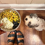 Chanel joined the competition — help win amazing prizes! dog, puppy, pet, fluffy, white_fur, black_fur, looking_up, food, rice, beans, bowl, metal_bowl, indoor, wooden_floor, tile, kitchen, sandals, feet, overhead_view, dinner