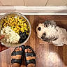 dog, puppy, pet, fluffy, white_fur, black_fur, looking_up, food, rice, beans, bowl, metal_bowl, indoor, wooden_floor, tile, kitchen, sandals, feet, overhead_view, dinner