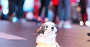 Chanel joined the competition — help win amazing prizes! dog, small_dog, fluffy, white_fur, yellow_outfit, pink_leash, sitting, indoors, public_place, shopping_mall, floor, portrait, pet, canine, cute, blurry_background, colorful_lighting, people, fashion, composition