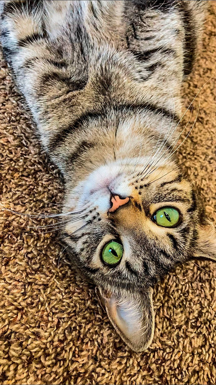 Rebel is registered to the contest to win money with this photo: carnivore, cat, claw, close_up, domestic_short_haired_cat, ear, eye, fawn, felidae, fur, grass, head, human_body, nose, paw, small_to_medium_sized_cats, snout, terrestrial_animal, whiskers, wildlife