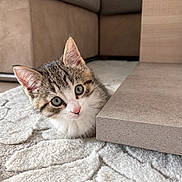 Nala a rejoint le concours — aidez-le/la à gagner de superbes lots ! kitten, cat, tabby, pet, animal, feline, portrait, close_up, wide_eyed, curious, indoors, living_room, furniture, coffee_table, rug, soft_texture, whiskers, ears, pink_nose, cute
