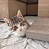 kitten, cat, tabby, pet, animal, feline, portrait, close_up, wide_eyed, curious, indoors, living_room, furniture, coffee_table, rug, soft_texture, whiskers, ears, pink_nose, cute
