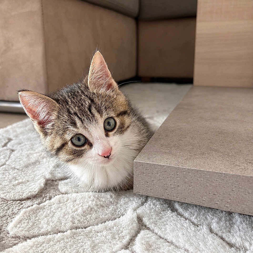 Nala a rejoint le concours — aidez-le/la à gagner de superbes lots ! kitten, cat, tabby, pet, animal, feline, portrait, close_up, wide_eyed, curious, indoors, living_room, furniture, coffee_table, rug, soft_texture, whiskers, ears, pink_nose, cute