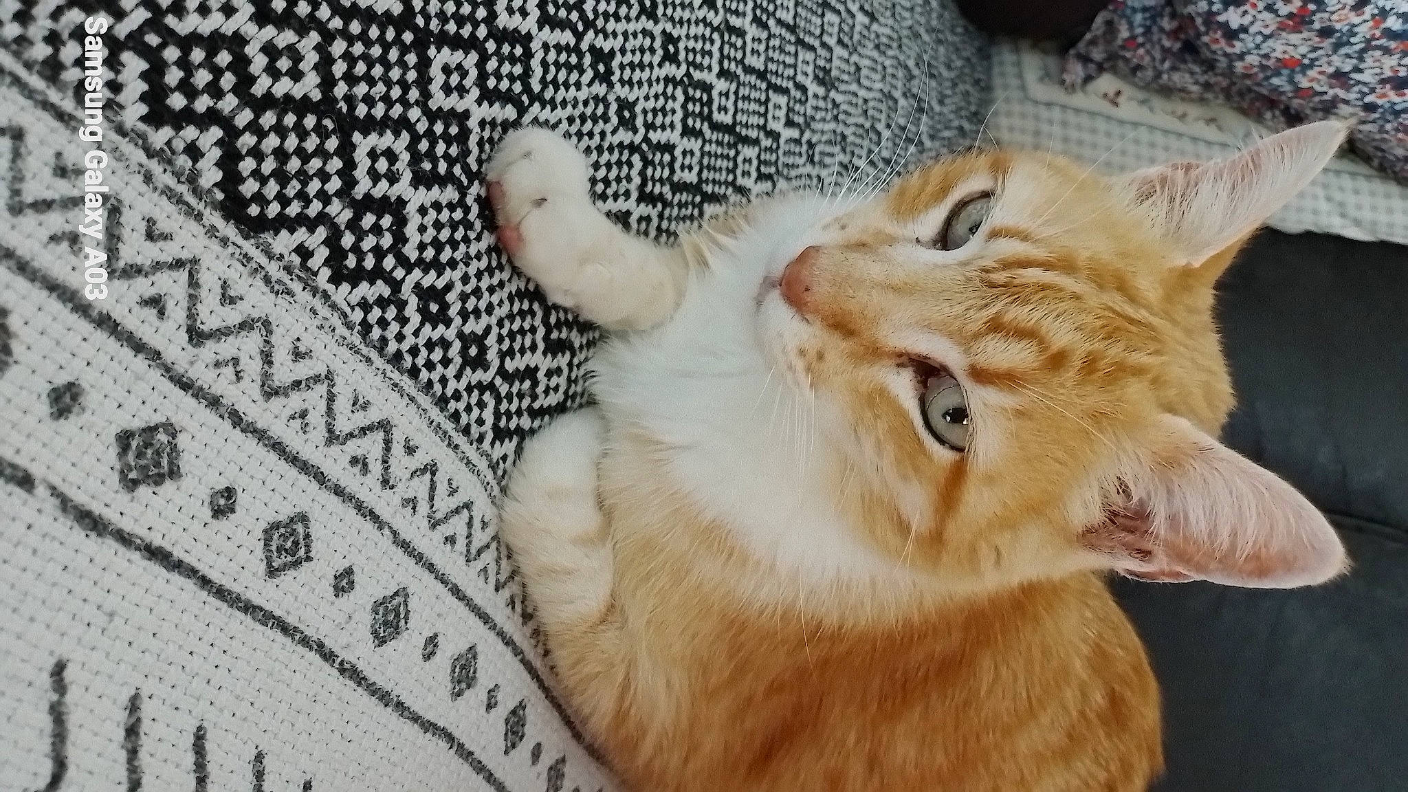 Titi participe au concours pour gagner de l'argent avec cette photo : carnivore, cat, claw, close_up, domestic_short_haired_cat, ear, fang, felidae, flooring, font, foot, fur, pattern, paw, ruler, small_to_medium_sized_cats, tail, whiskers, window, wood