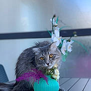 Racacou a rejoint le concours — aidez-le/la à gagner de superbes lots ! cat, gray_cat, flower, vase, table, outdoor, plant, pet, curious, feline, fluffy, purple_flower, white_flower, green_stem, decor, home_garden, closeup, animal, nature, soft_light