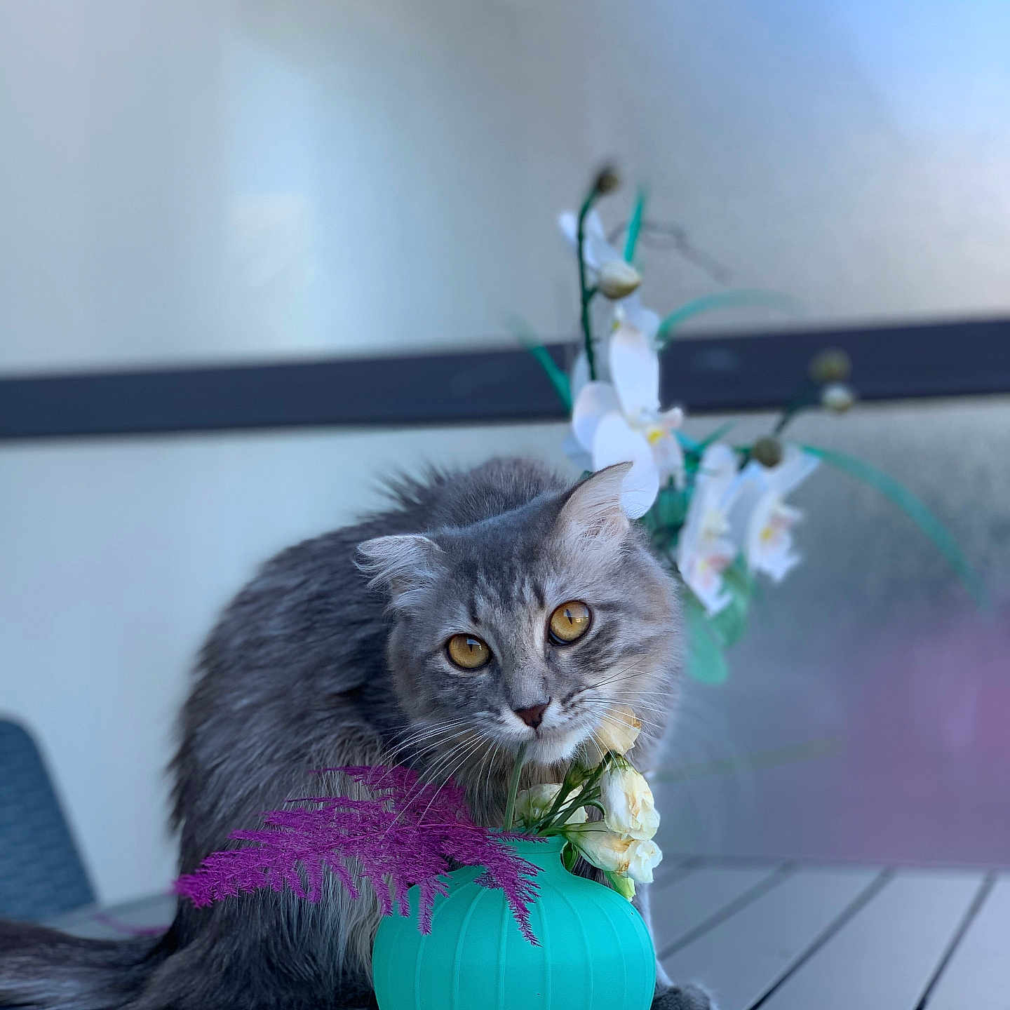 Racacou a rejoint le concours — aidez-le/la à gagner de superbes lots ! animal, cat, closeup, curious, decor, feline, flower, fluffy, gray_cat, green_stem, home_garden, nature, outdoor, pet, plant, purple_flower, soft_light, table, vase, white_flower