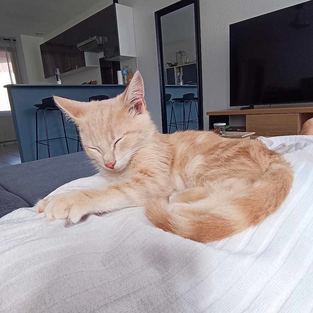 Vegas participe au concours pour gagner de l'argent avec cette photo : animal, architecture, bed, bedroom, building, cat, computerhardware, couch, electronics, furniture, hardware, indoors, interiordesign, kitten, monitor, pet, room, screen, tv, wood