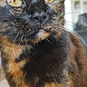 cat, tortoiseshell, close_up, portrait, fur, whiskers, eyes, indoor, pet, animal, feline, cute, domestic_cat, mammal, face, looking, soft_light, expression, background_blur, curious