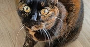 Kiara a rejoint le concours — aidez-le/la à gagner de superbes lots ! animal, cat, closeup, curious, cute, domestic_animal, eyes, feline, floor, fur, furniture, household, indoor, looking_up, mammal, pet, sitting, tortoiseshell, whiskers, wooden_floor