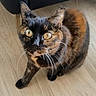 Kiara a rejoint le concours — aidez-le/la à gagner de superbes lots ! cat, tortoiseshell, pet, animal, fur, whiskers, eyes, floor, wooden_floor, indoor, curious, looking_up, feline, mammal, domestic_animal, sitting, closeup, cute, household, furniture