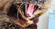 Kiara participe au concours pour gagner de l'argent avec cette photo : cat, tortoiseshell, yawning, pet, animal, indoor, leather_chair, close_up, fur, whiskers, mouth_open, tongue, teeth, relaxed, home, domestic_cat, feline, cute, resting, paw