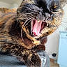 cat, tortoiseshell, yawning, pet, animal, indoor, leather_chair, close_up, fur, whiskers, mouth_open, tongue, teeth, relaxed, home, domestic_cat, feline, cute, resting, paw