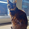 Kiara a rejoint le concours — aidez-le/la à gagner de superbes lots ! cat, tortoiseshell_cat, indoor, sunlight, wooden_floor, window, glass_door, pet, animal, curious, seated, feline, domestic_cat, shadow, natural_light, home, daylight, looking, quiet, cozy