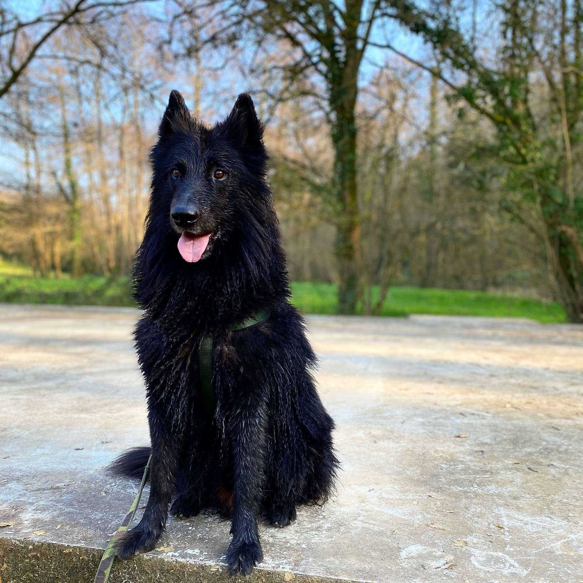 Marvel a rejoint le concours — aidez-le/la à gagner de superbes lots ! canidae, carnivore, companion_dog, dog, dog_breed, fur, giant_dog_breed, guard_dog, herding_dog, non_sporting_group, plant, road_surface, sky, tree, working_animal, working_dog