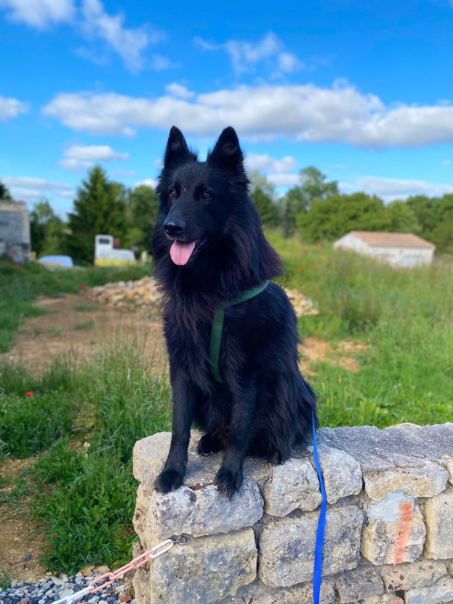 Marvel a rejoint le concours — aidez-le/la à gagner de superbes lots ! blue, canidae, canis, carnivore, cloud, companion_dog, dog, dog_breed, giant_dog_breed, herding_dog, mudi, non_sporting_group, plant, sky, snout, sporting_group, terrestrial_animal, tree, working_animal, working_dog