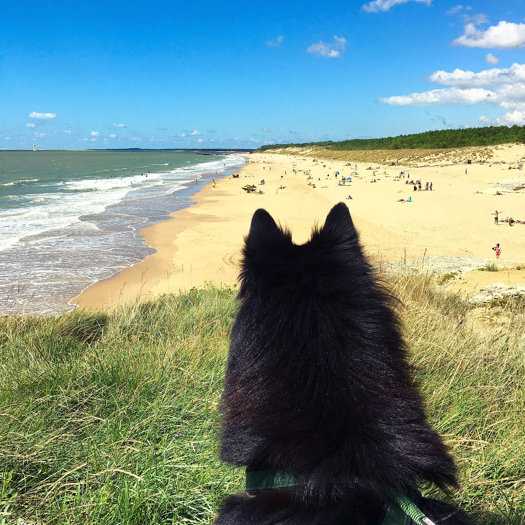 Marvel participe au concours pour gagner de l'argent avec cette photo : beach, carnivore, cloud, dog, dog_breed, grass, grassland, herding_dog, horizon, landscape, natural_landscape, pasture, rock, sand, sky, sporting_group, water, wildlife, wind_wave, working_animal