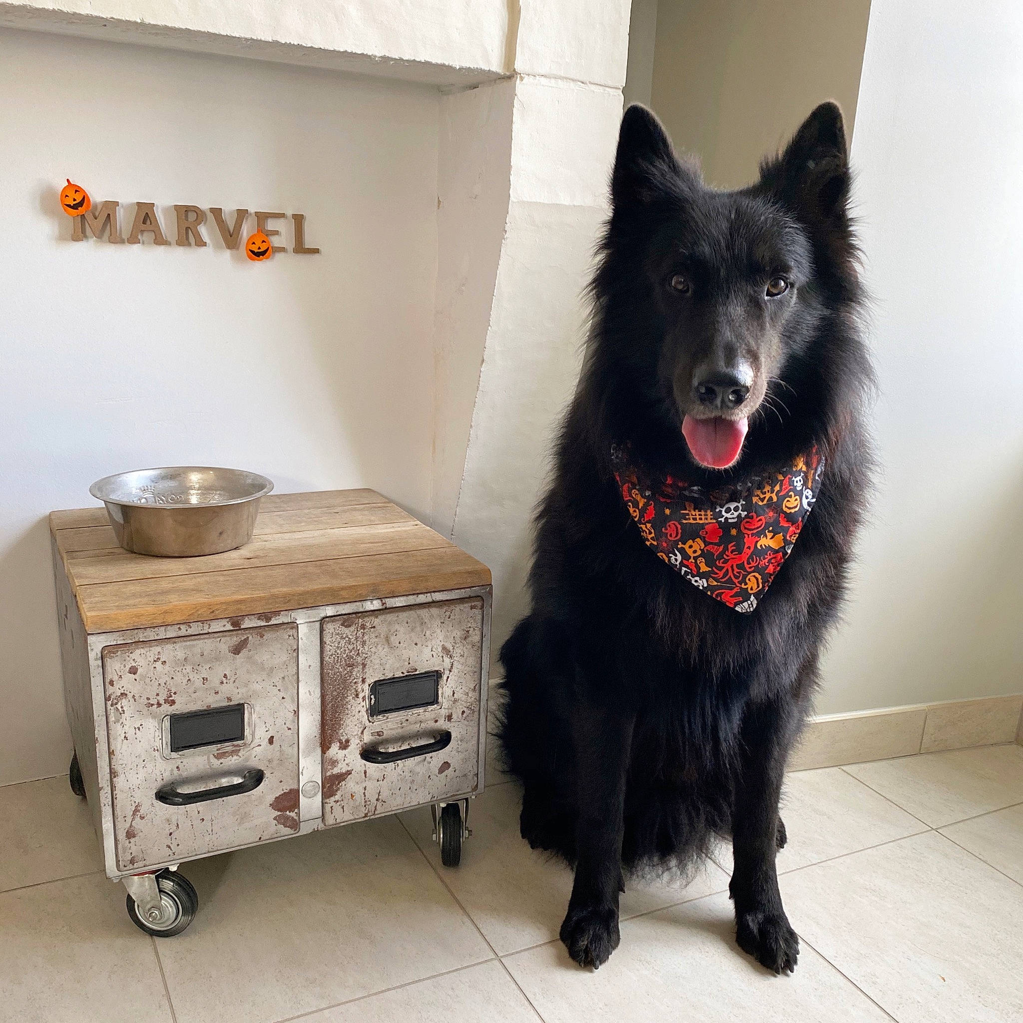 Marvel participe au concours pour gagner de l'argent avec cette photo : cabinetry, canidae, carnivore, chest, companion_dog, dog, dog_breed, dog_supply, drawer, floor, flooring, fur, gas, grey, hardwood, nightstand, snout, sporting_group, tail, whiskers