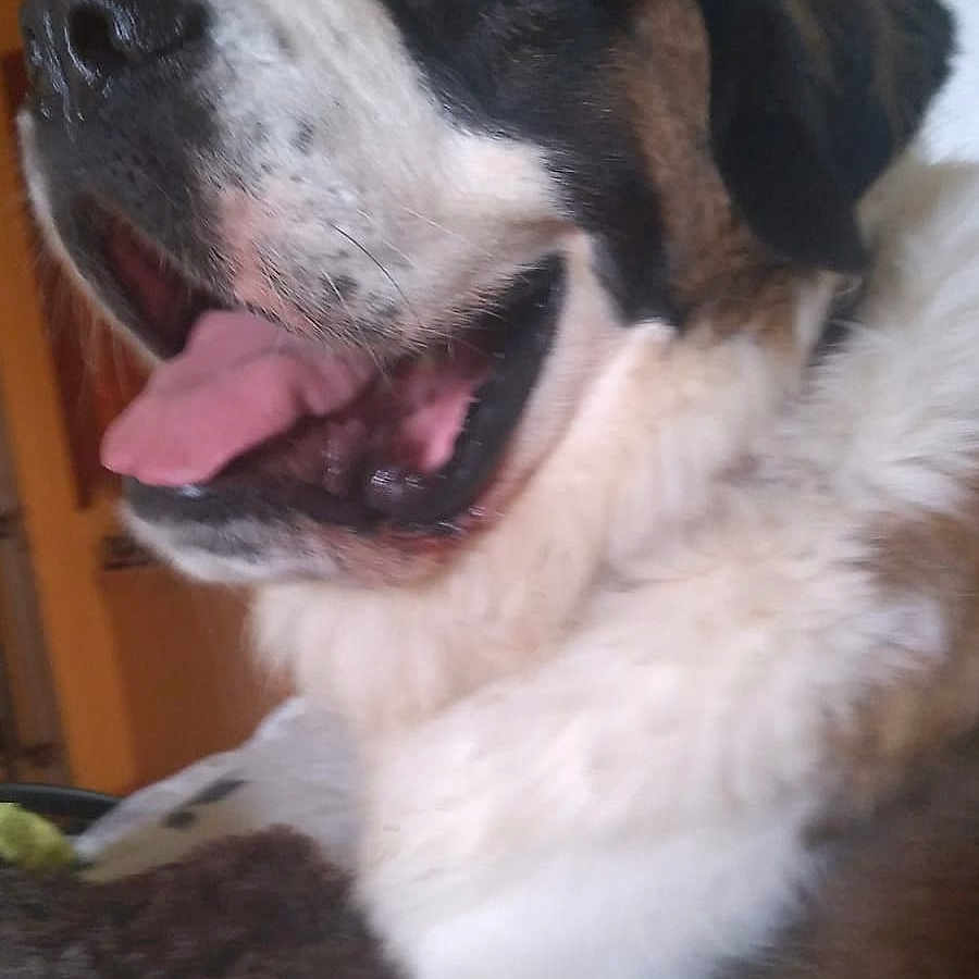 Itch joined the competition — help win amazing prizes! bed, blanket, close_up, companion, cute, dog, domestic_animal, fluffy, fur, happy, indoor, large_breed, mouth, muzzle, nose, panting, pet, portrait, saint_bernard, tongue_out