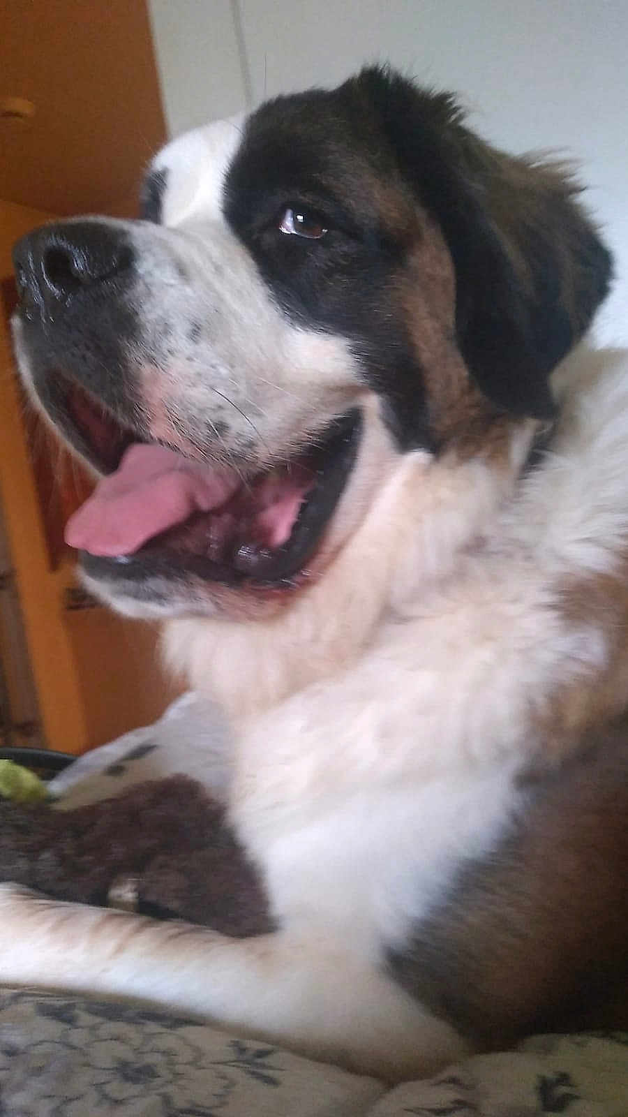 Itch joined the competition — help win amazing prizes! dog, saint_bernard, pet, tongue_out, close_up, fur, muzzle, nose, mouth, panting, indoor, bed, blanket, happy, portrait, companion, domestic_animal, large_breed, cute, fluffy