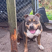Rylo joined the competition — help win amazing prizes! dog, smiling, muddy, outdoor, chain_link_fence, wooden_post, pet, animal, happy, tongue_out, brown, white, gray, sitting, ears_up, yard, grass, dirt, daylight, playful