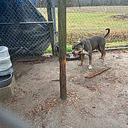 Rylo is registered to the contest to win money with this photo: animal, canine, chain_link_fence, daytime, dog, fence, field, grass, metal_bowl, muddy_ground, nature, outdoor, pet, playful, rural, tongue_out, tree_line, water_container, wooden_post, yard