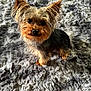 dog, yorkshire_terrier, pet, small_dog, fur, ears, eyes, face, animal, indoor, carpet, texture, floor, cute, curious, looking_up, paw, foot, pink_toe, home